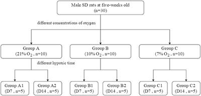 Mild Hypoxia Enhances the Expression of HIF and VEGF and Triggers the Response to Injury in Rat Kidneys